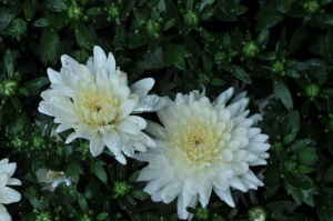 MUMS Sale - 2016-23-white mum 