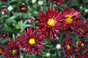 MUMS Sale - 2016-24-red mum 