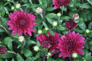 MUMS Sale - 2016-26-purple mum 