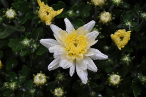 MUMS Sale - 2016-27-white-yellow mum 