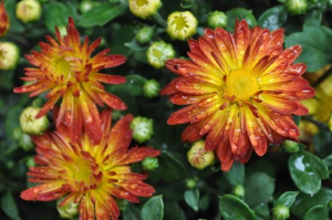 MUMS Sale - 2016-28-orange-yellow mum 